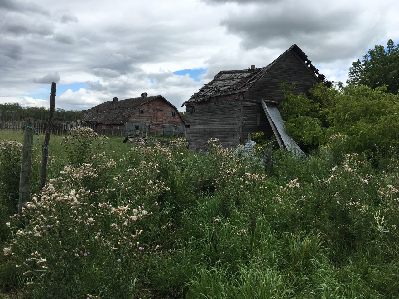 Weathered wooden buildings among tall prairie plants